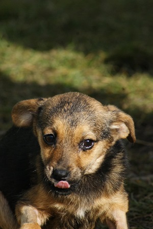 Coco