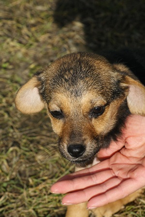 Coco