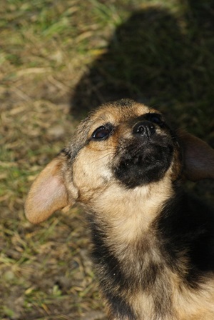 Coco