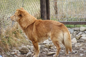 Vladut