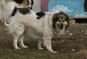 Franklin