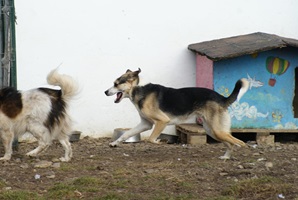 Trica