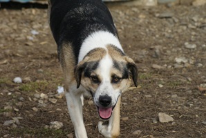 Trica