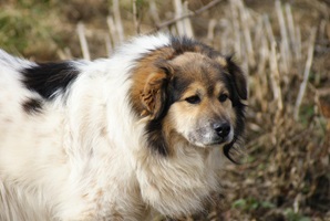 Franklin