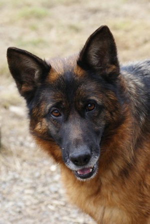 Heidi