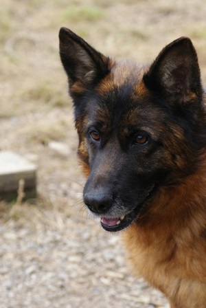 Heidi