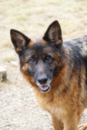 Heidi