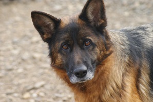 Heidi