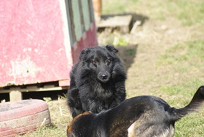 Andrei