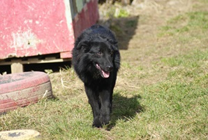 Andrei