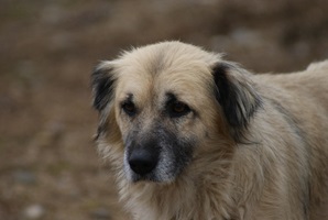Peggy