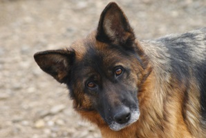 Heidi