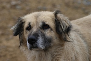 Peggy