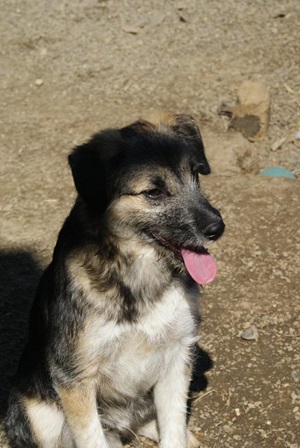Miro
