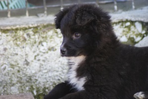 Kira