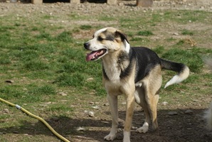 Trica