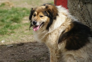Franklin