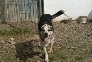 Trica