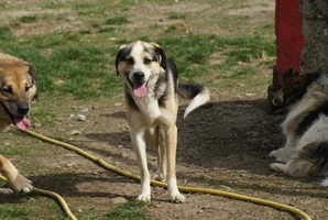 Trica