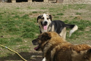 Trica