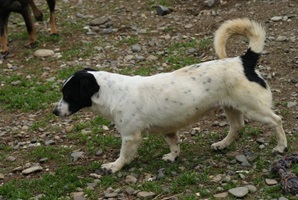 Charly