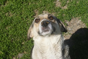 Tabea