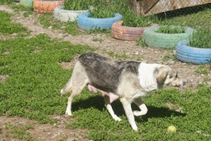 Tabea