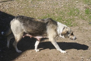 Tabea