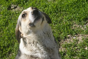Tabea