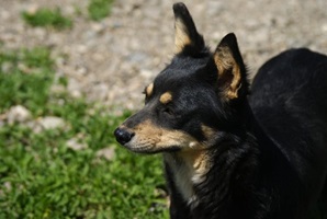 Flavia