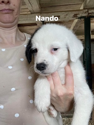 Nando