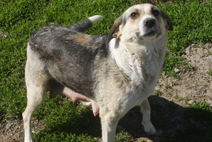 Maggie