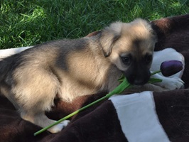 Benji