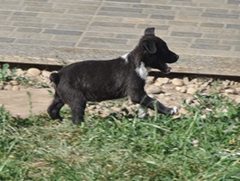 Nuti