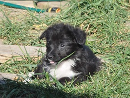 Mica