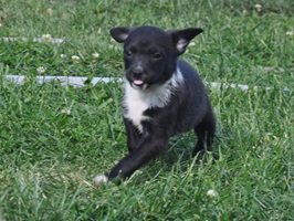 Nuti