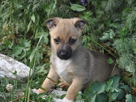 Lupin