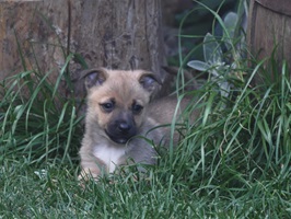 Lupin