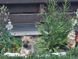 Lupin