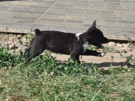 Nuti
