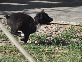 Nuti