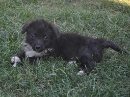 Mica