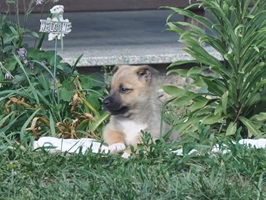 Lupin