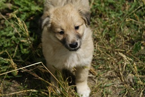 Zoe