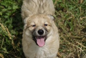 Zoe