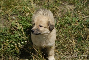 Zoe