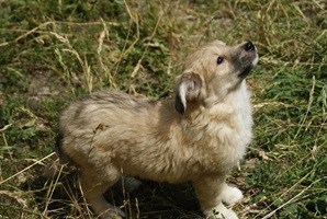 Zoe