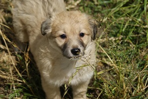 Zoe