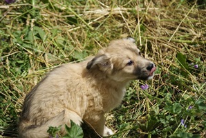 Zoe
