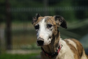 Jolie